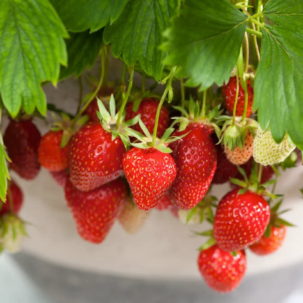 Fragaria x ananassa 'Beltran' 14cm