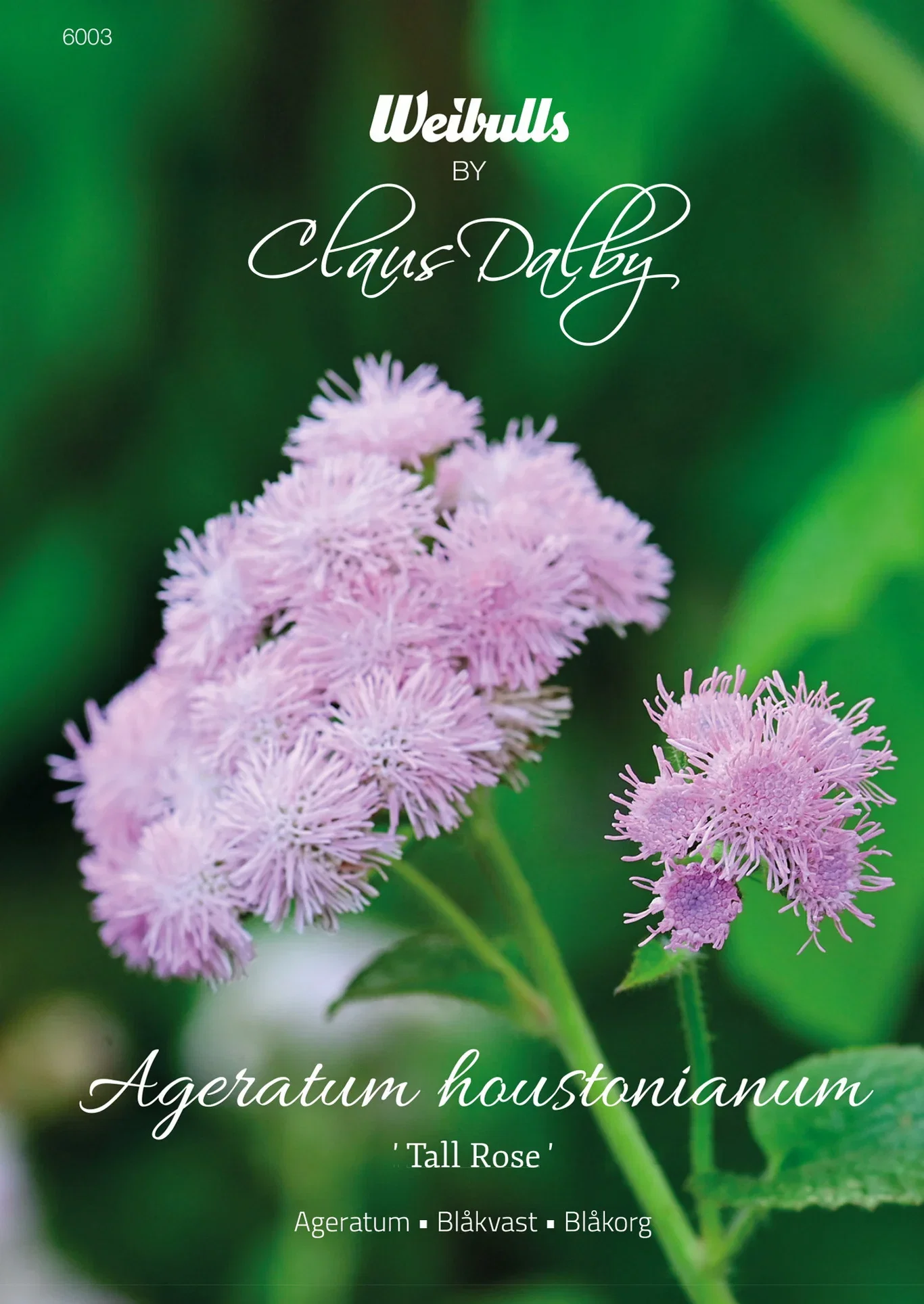 Ageratum 'Tall Rose'