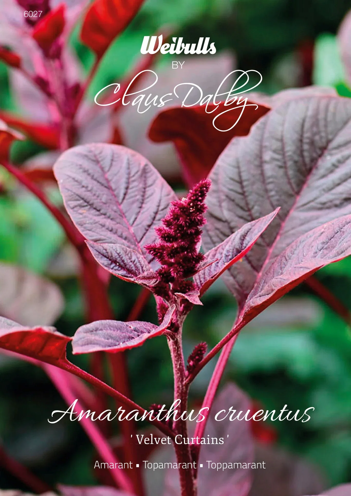 Amarant 'Velvet curtains'