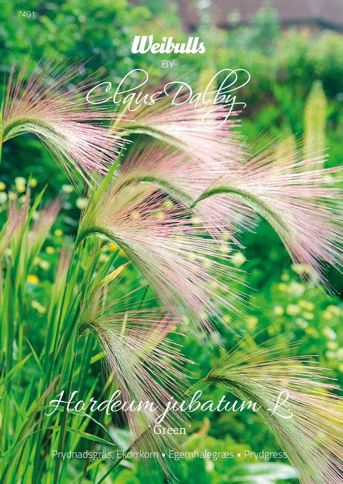 Prydnadsgräs, Ekorrkorn