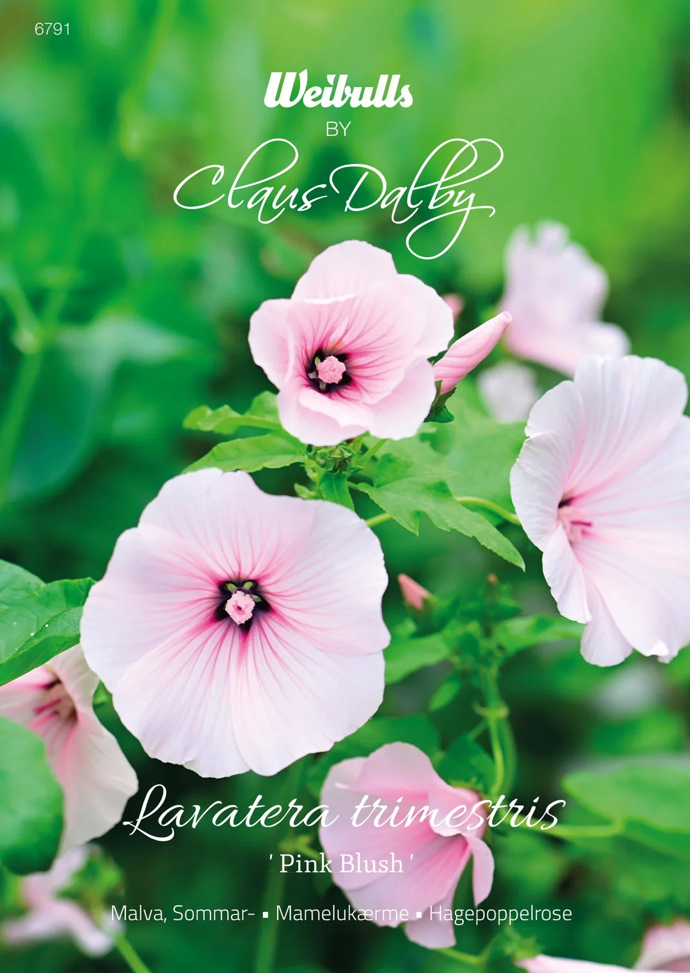 Malva, Sommar- Pink Blush