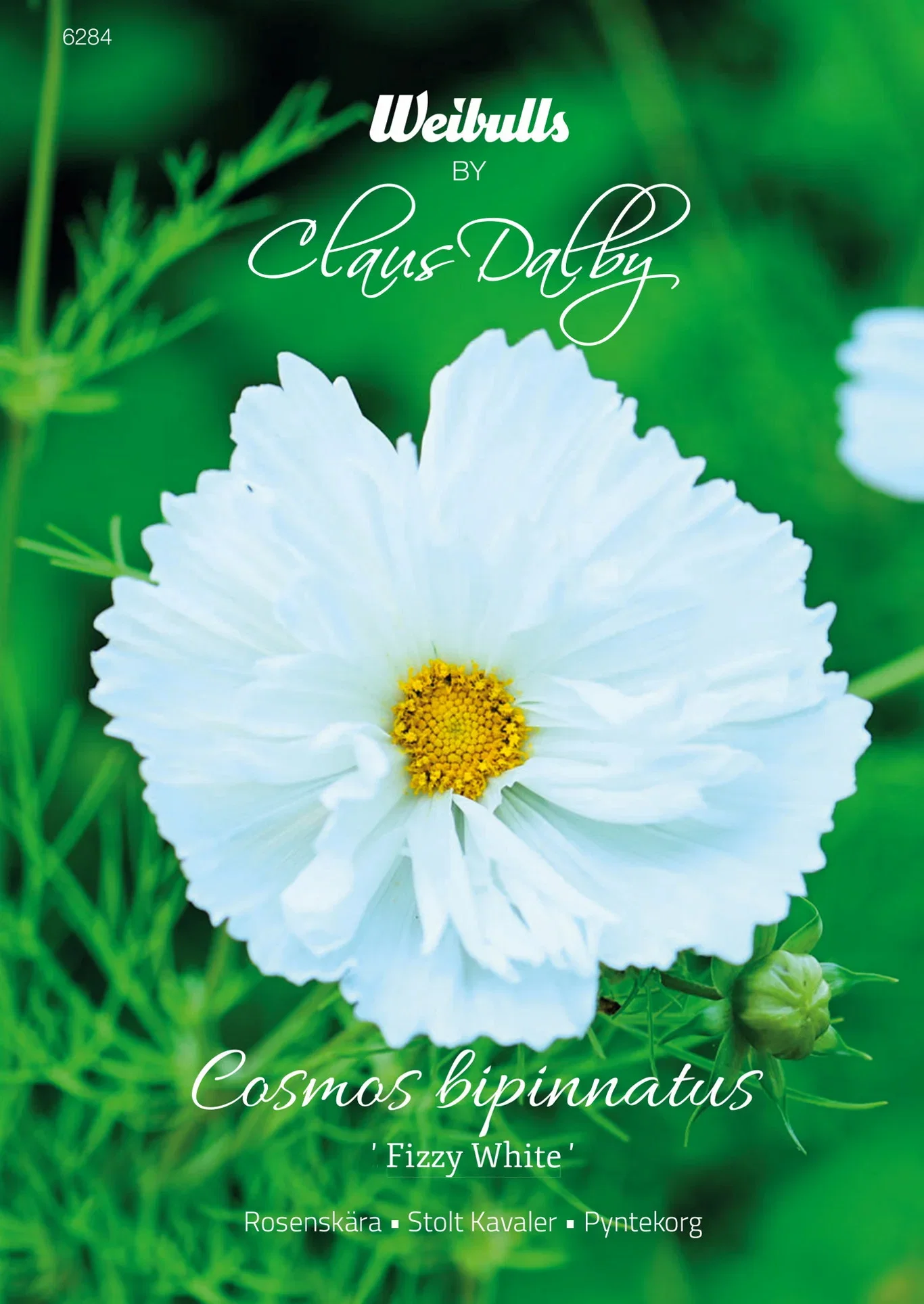 Rosenskära 'Fizzy White'