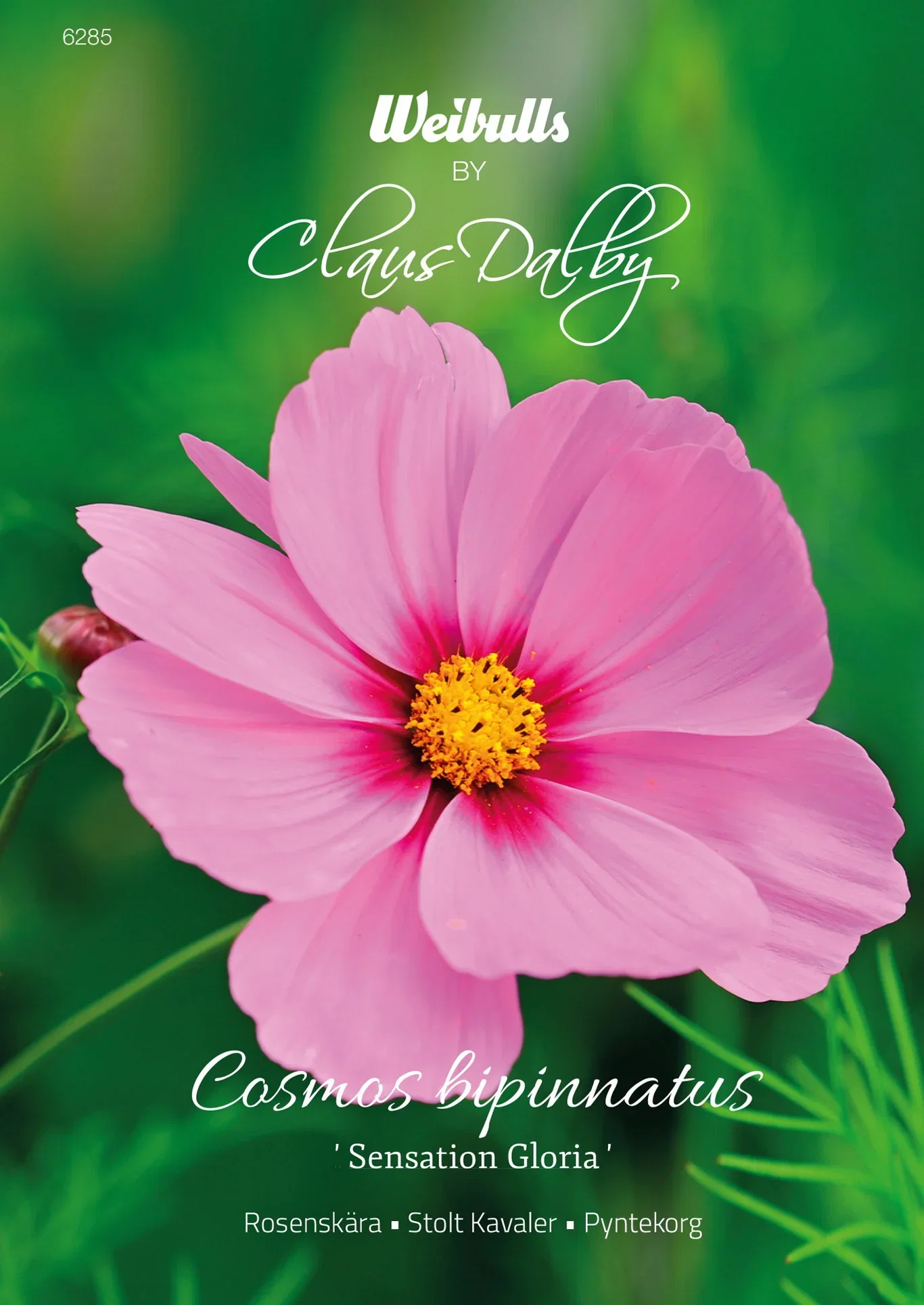 Rosenskära Sensation