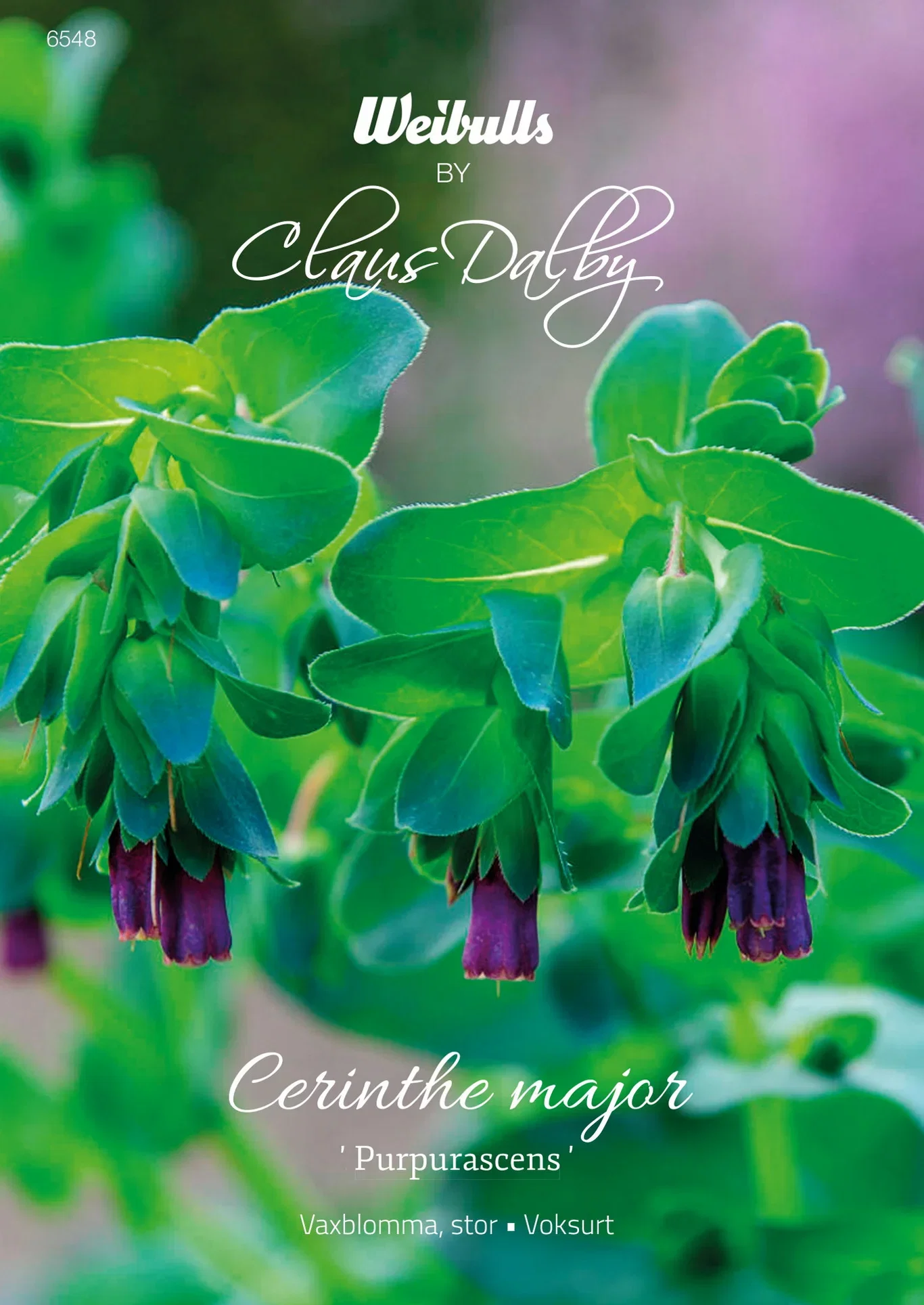 Stor vaxblomma 'Purpurascens'