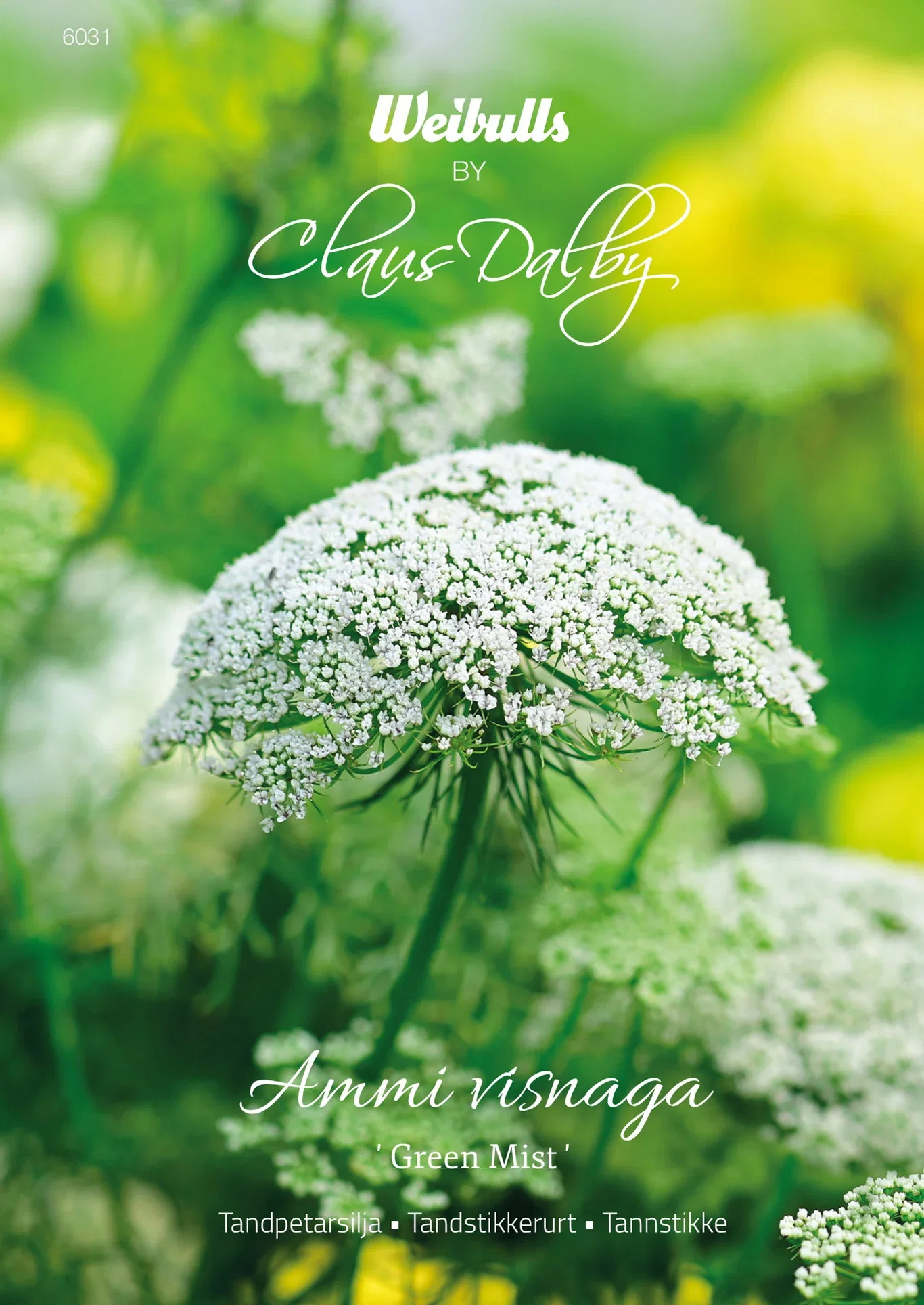 Tandpetarsilja 'Green Mist'