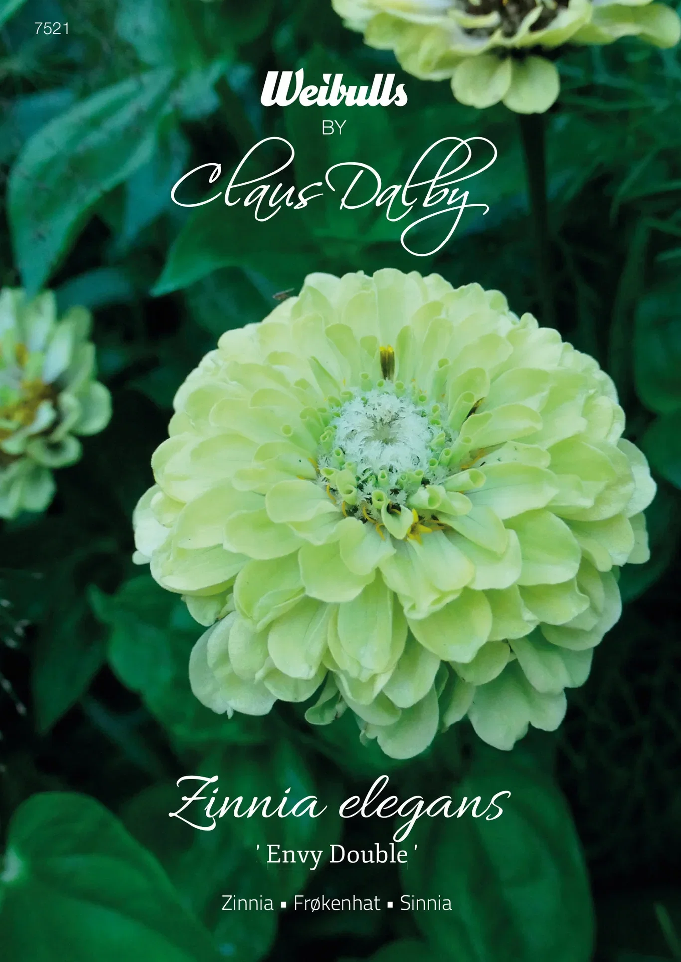 Zinnia, Envy Double