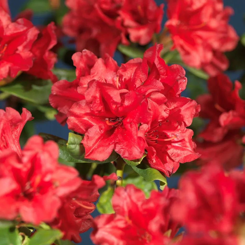 Rhododendron 'Scarlet Wonder' 21cm