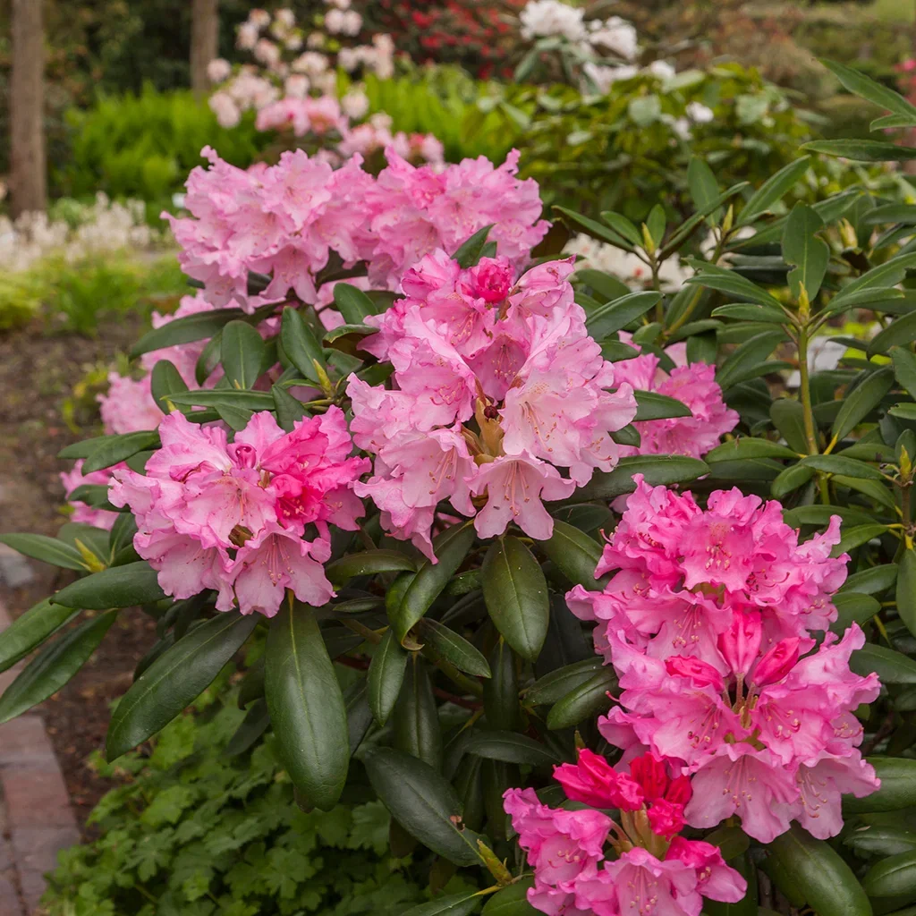 Yakushimanum-rododendron 'Kalinka'