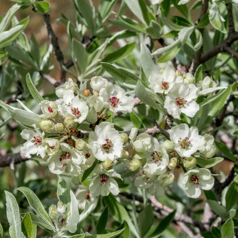 Silverpäron 'Pendula' på stam