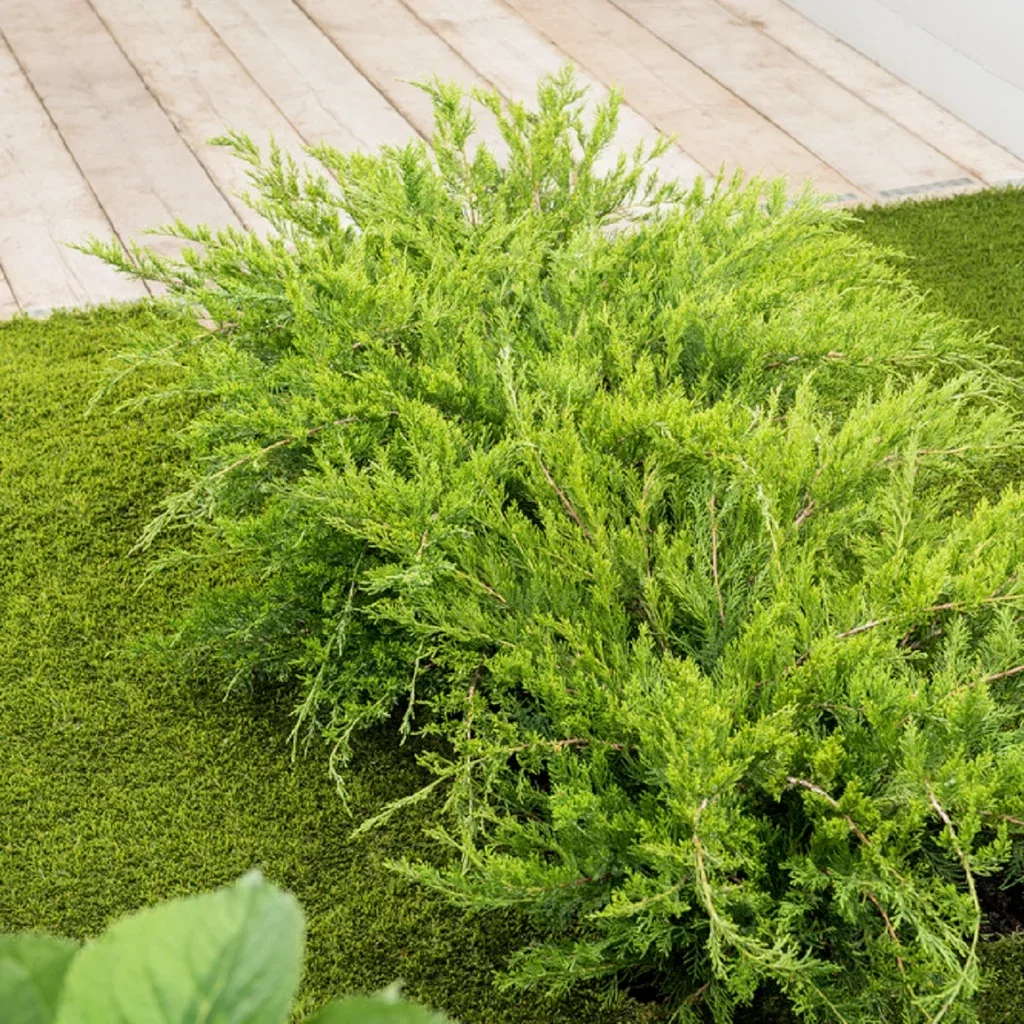 Juniperus x pfitzeriana 'Mint Julep' 32cm