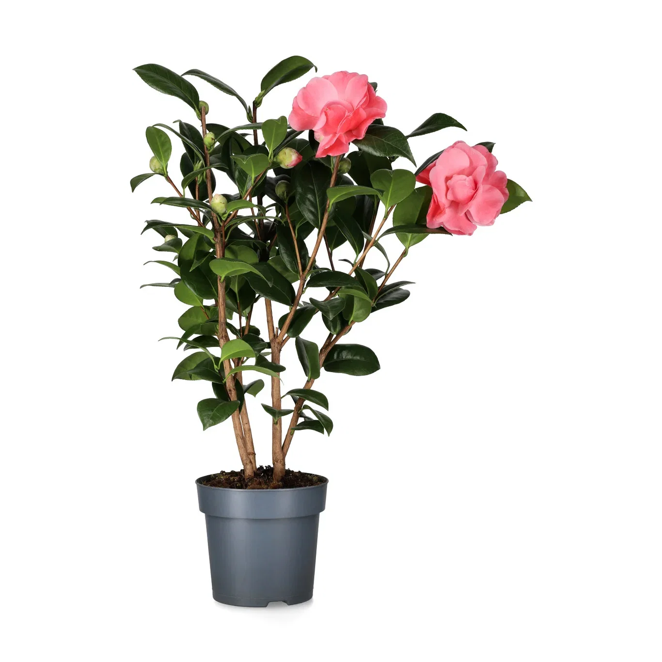 Camellia jap. 'Nuccio's Cameo' 15 cm