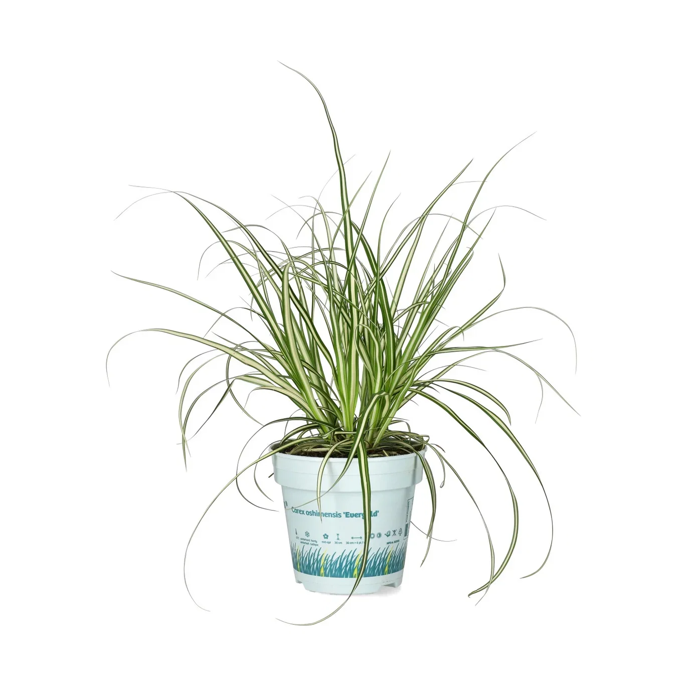 Carex 'Evergold' 10,5 cm