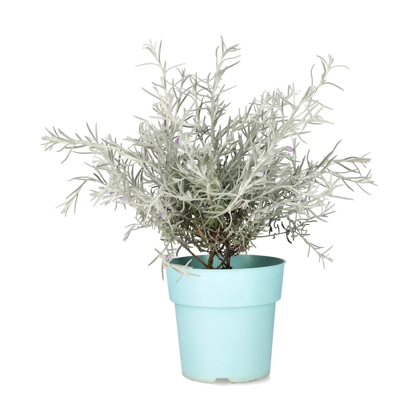 Eremophylla 'Nivea' 17 cm