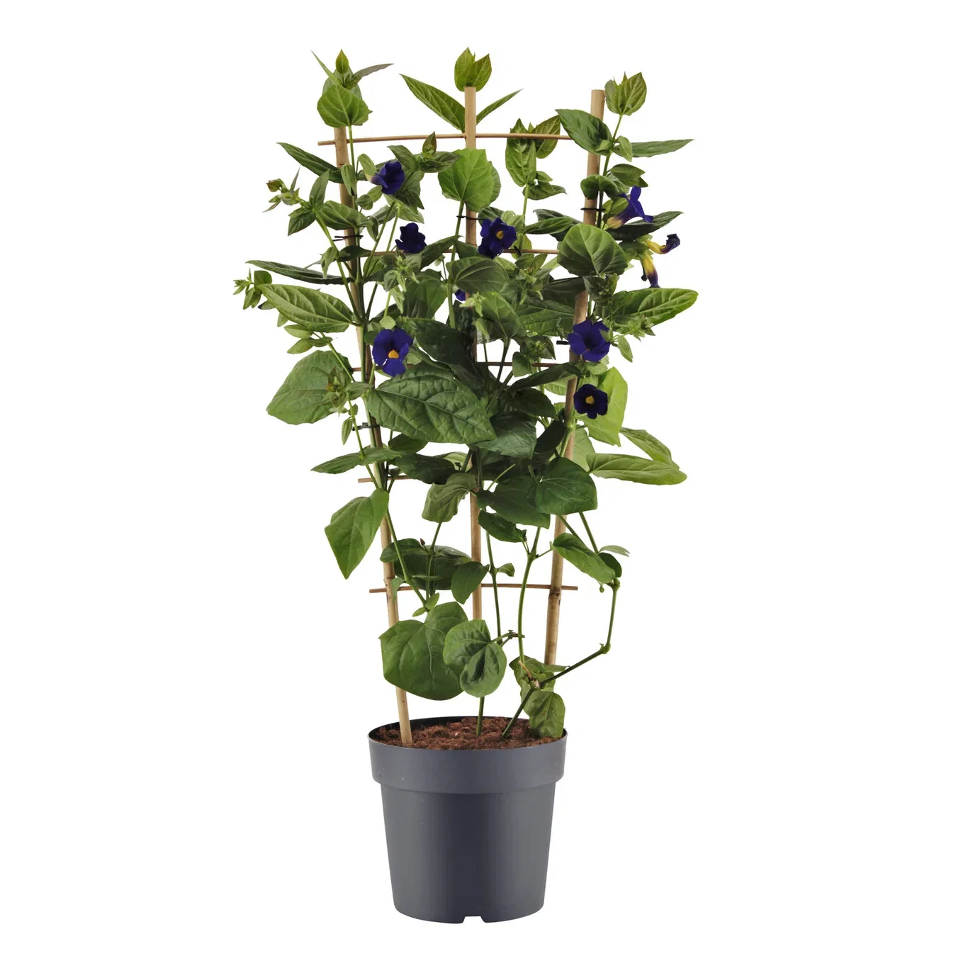 Thunbergia 'Battiscombei' Blue spalier 23 cm