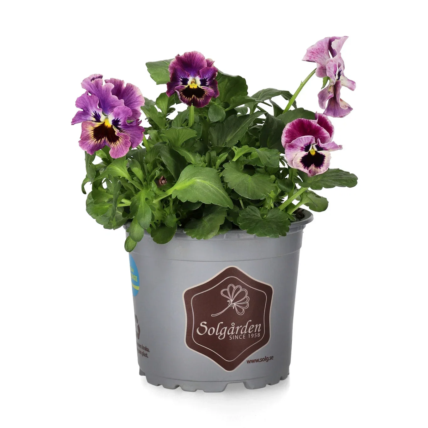 Pensé 'Frizzle Sizzle'