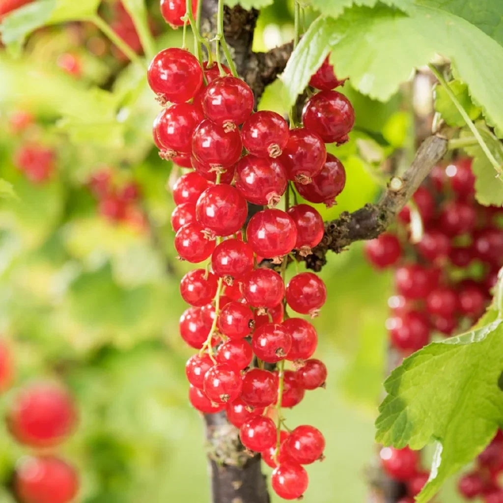 Rips "Jonkheer van Tets