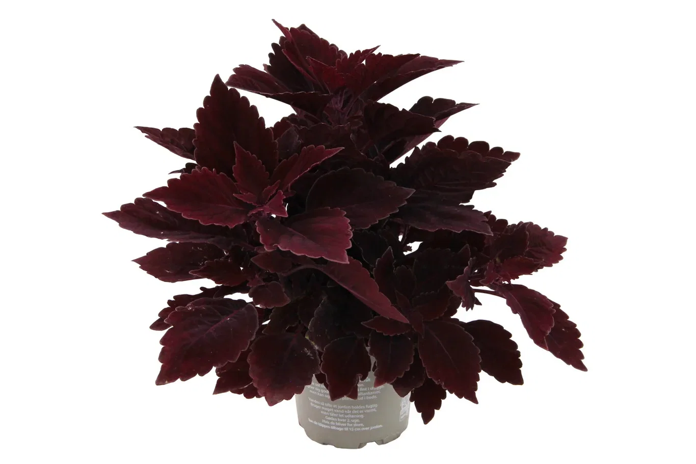 Coleus 'Second Street' 12 cm