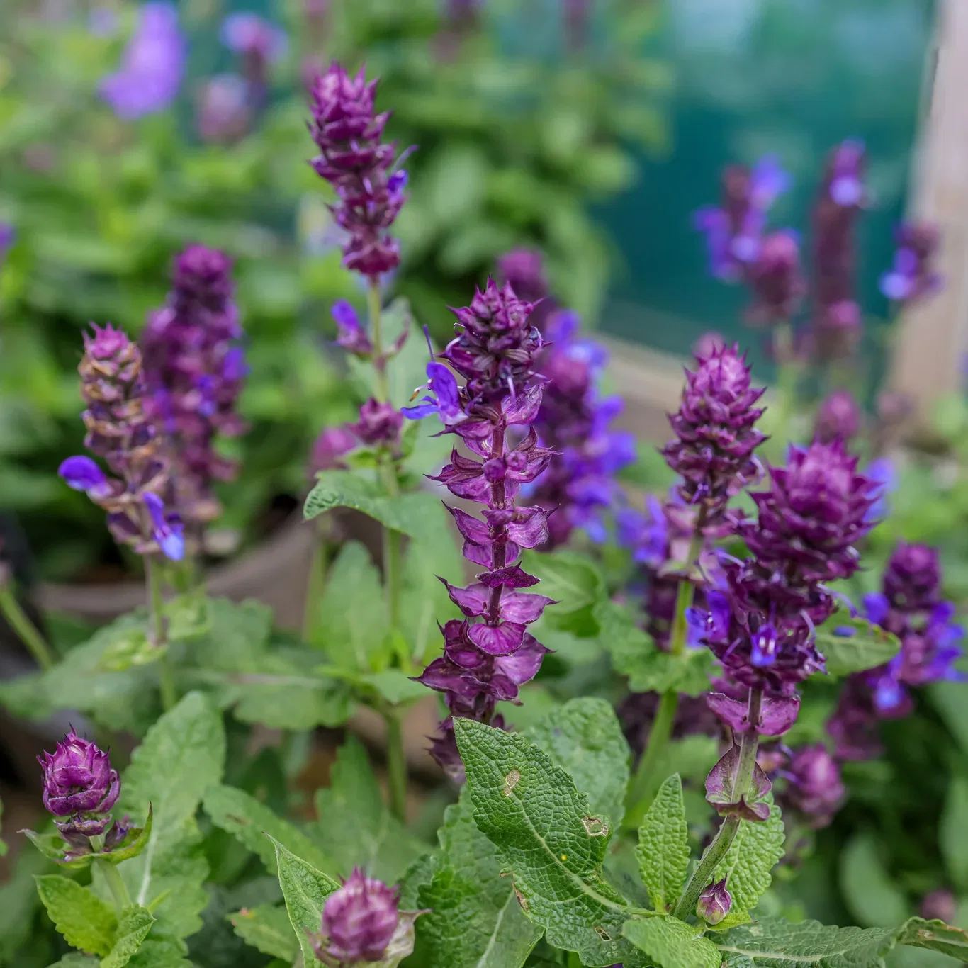 Stäppsalvia 'Blue Marvel'
