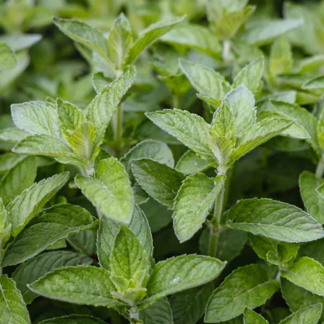 Citrusmynta 'Lemon'