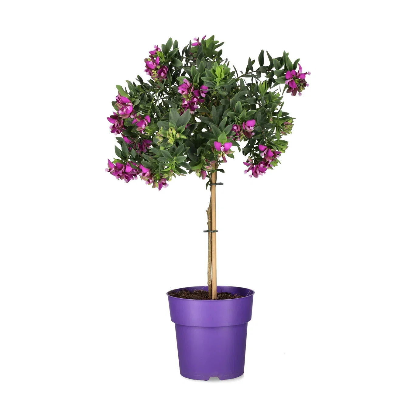 Polygala myrtifolia stem 17 cm