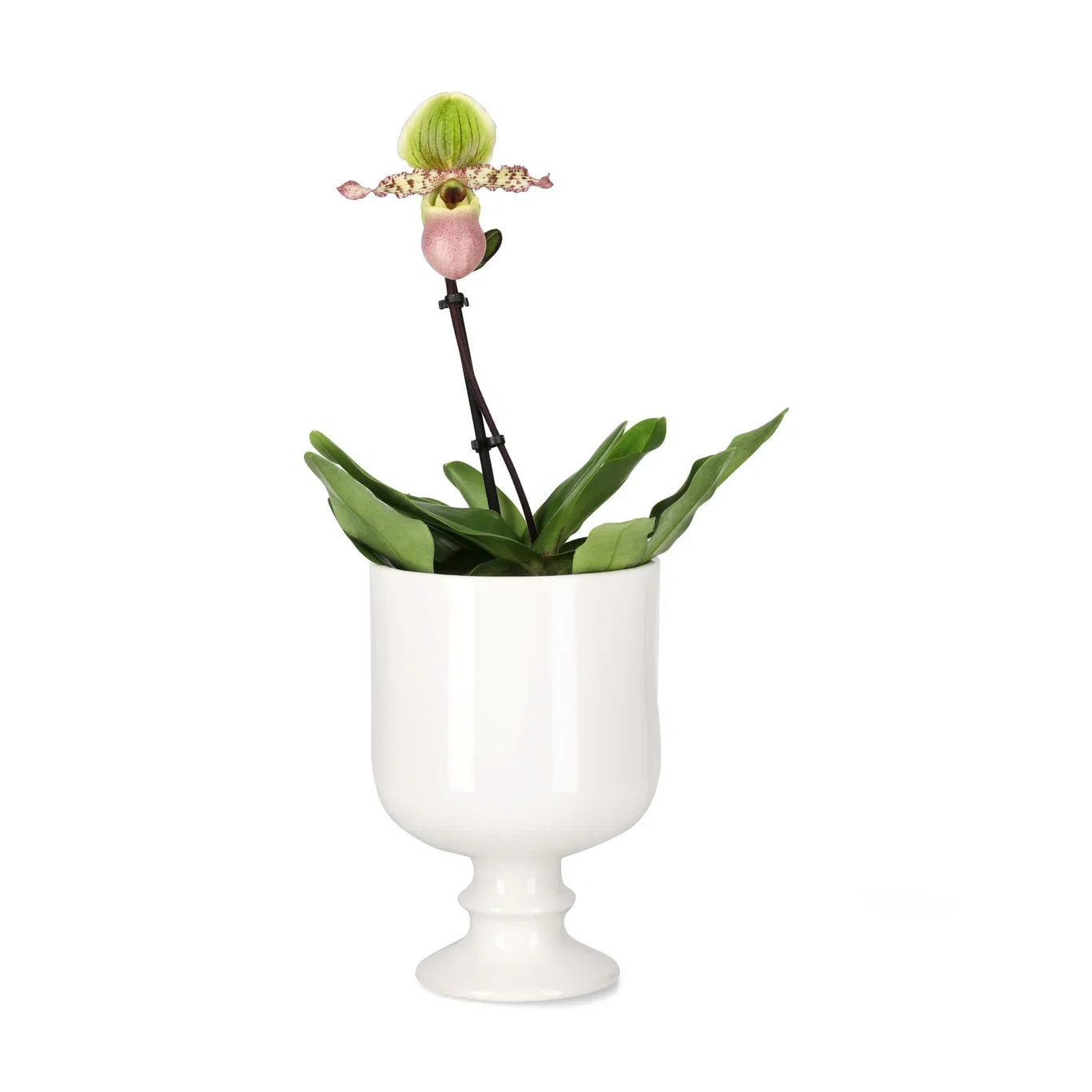 Paphiopedilum