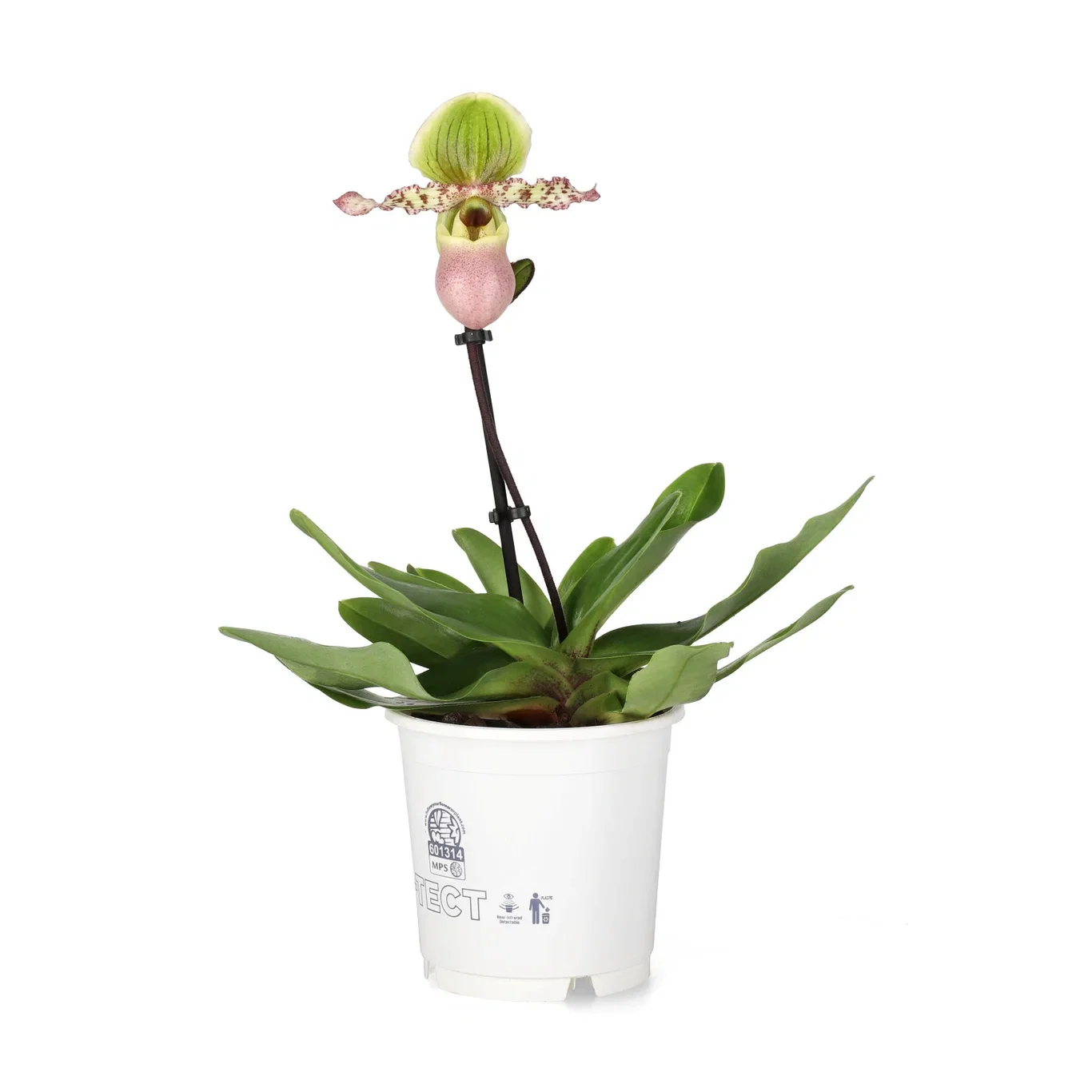 Paphiopedilum