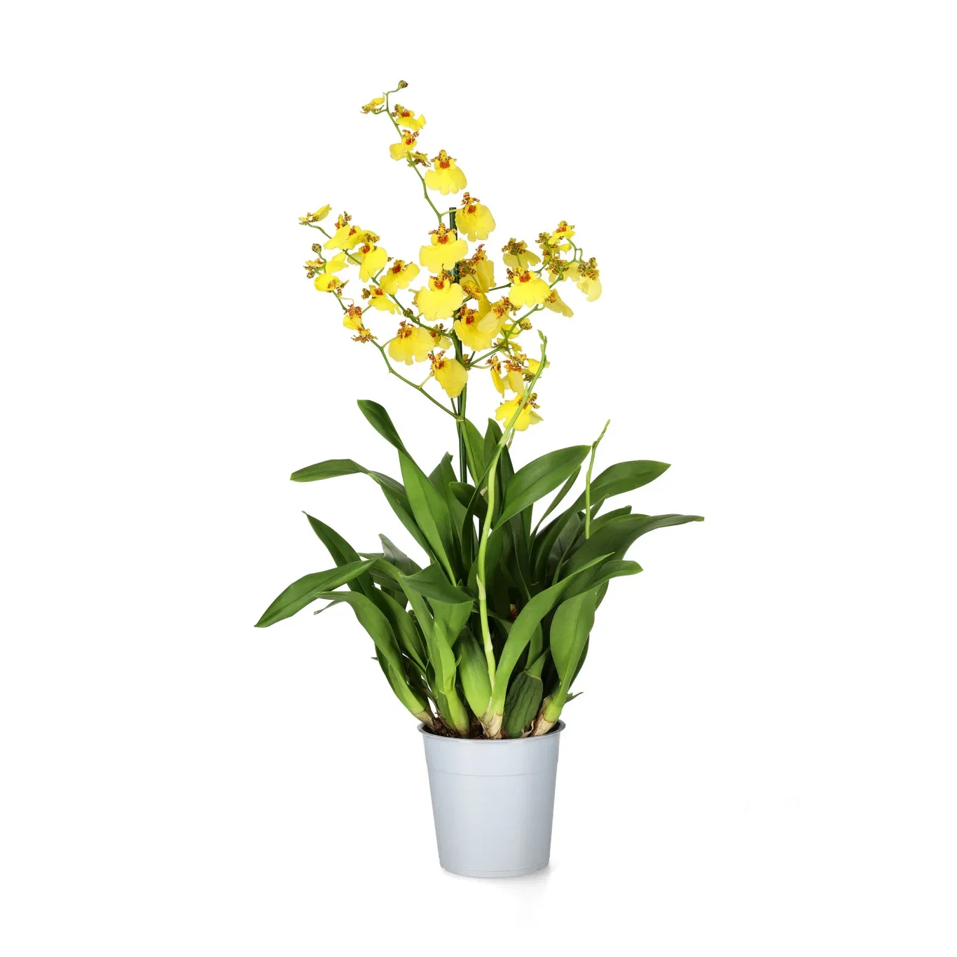 Oncidium Munsterland 12 cm