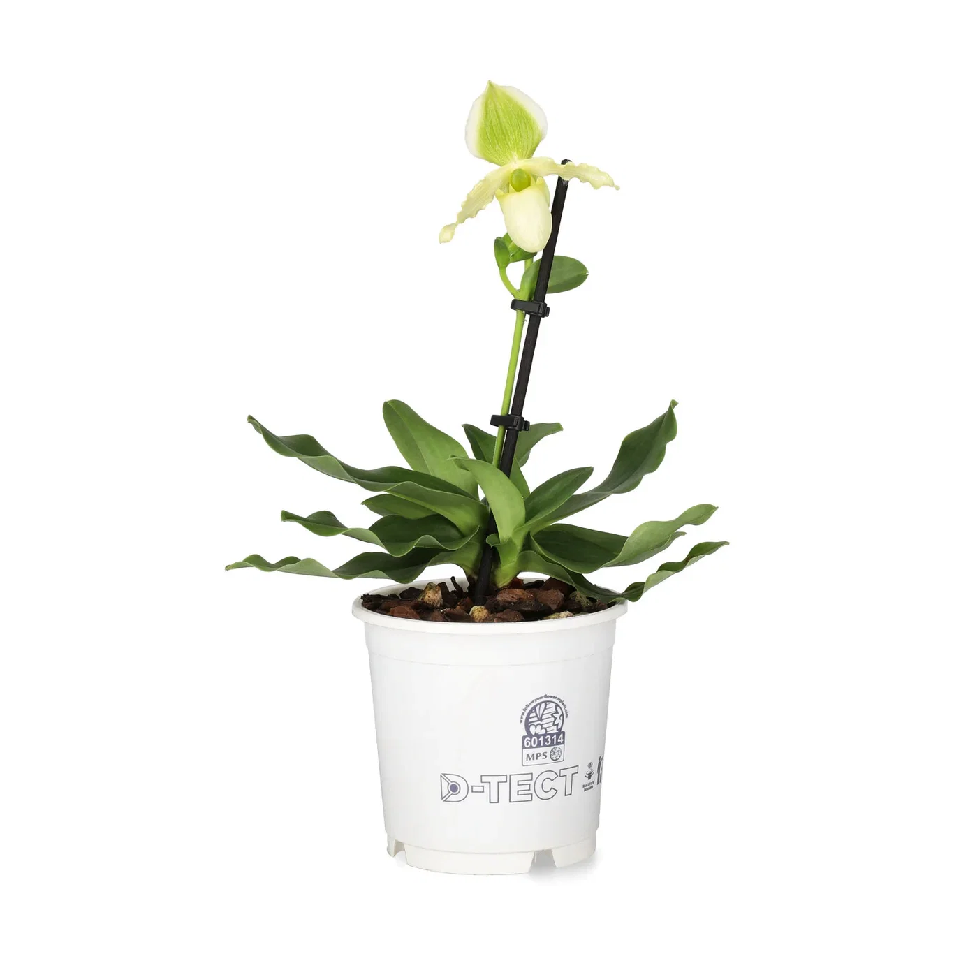 Paphiopedilum