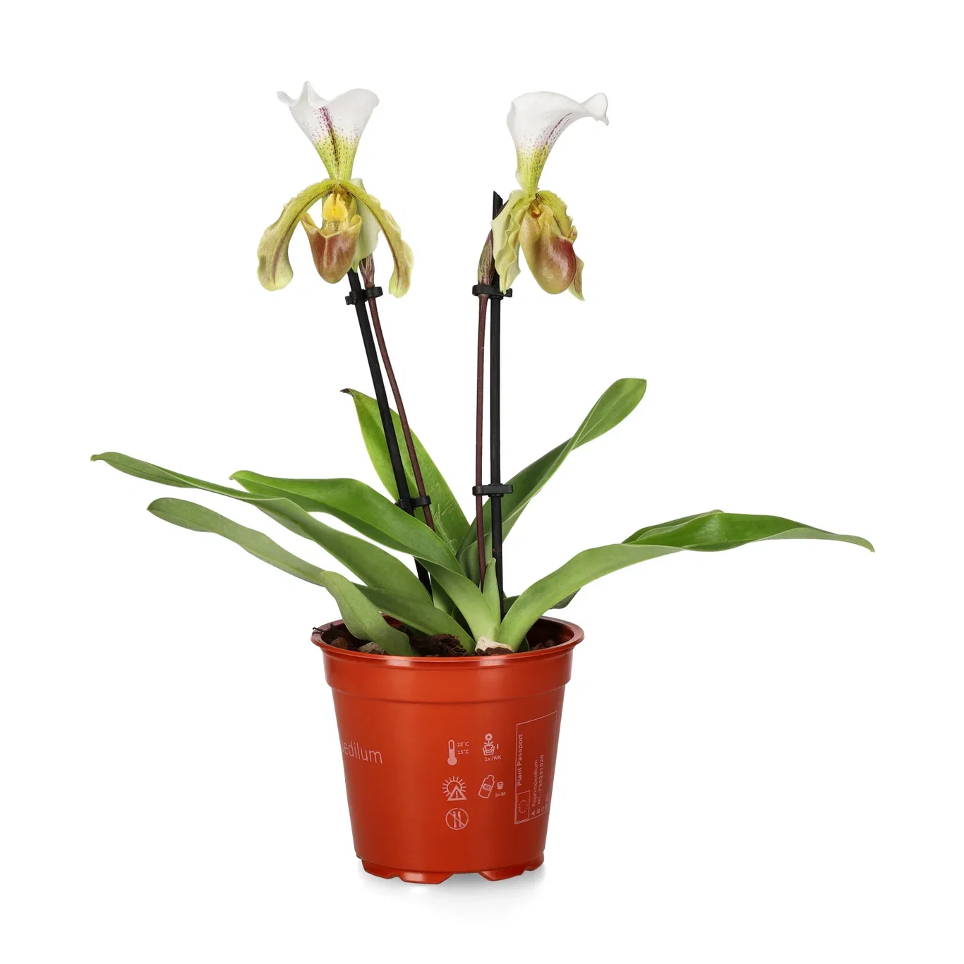 Paphiopedilum