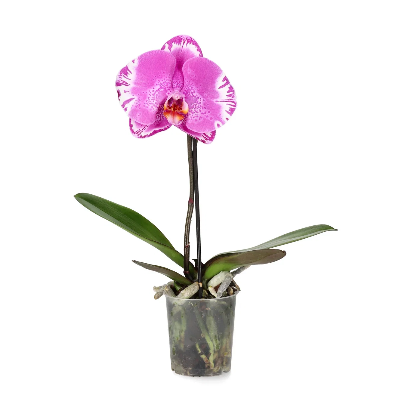 Phalaenopsis 'Singolo'