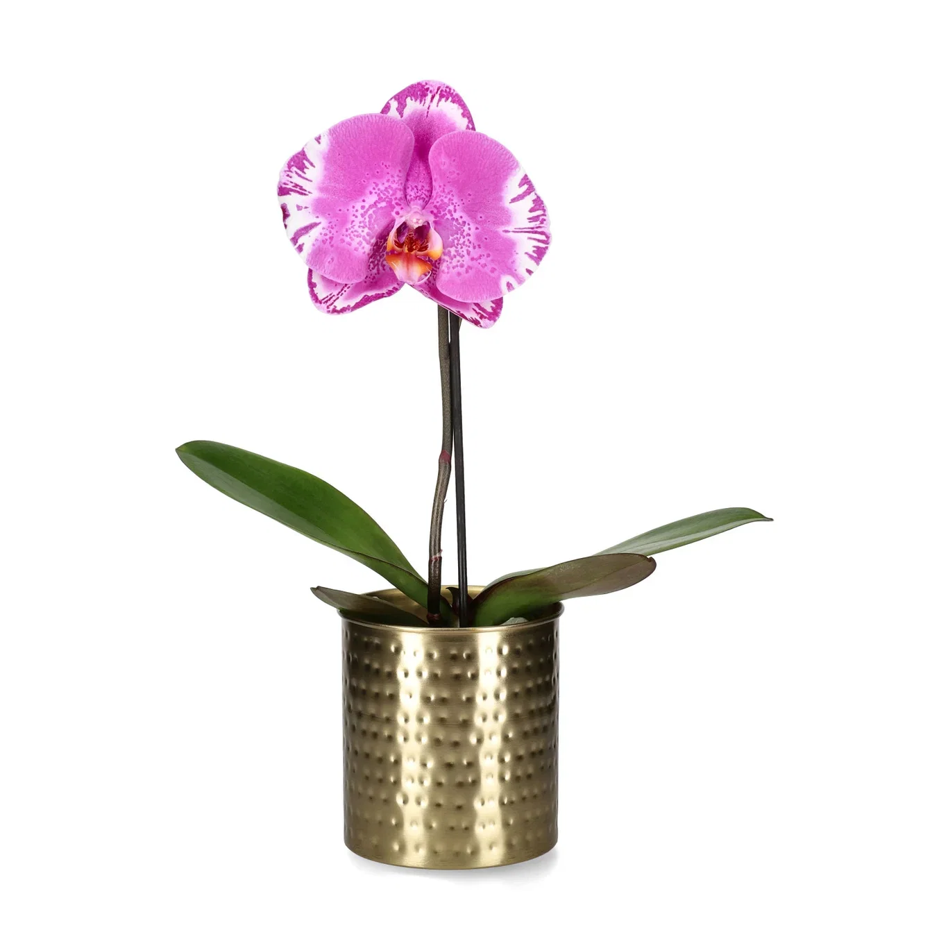 Phalaenopsis 'Singolo'