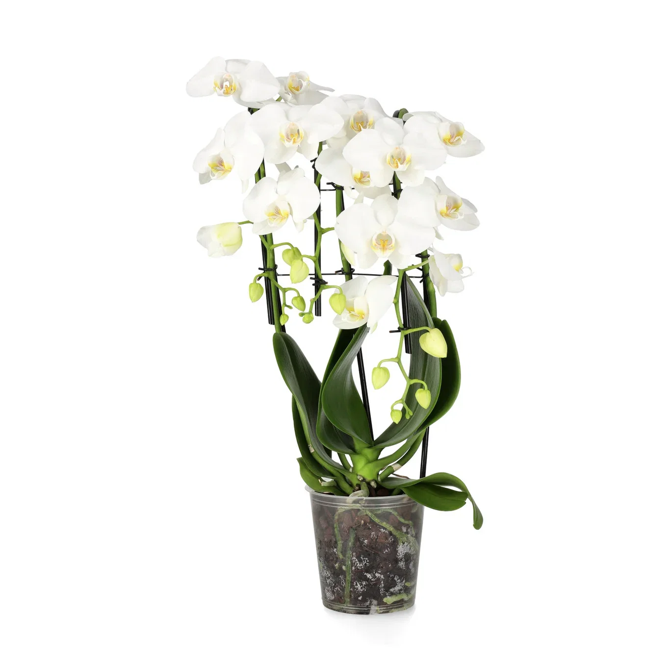 Phalaenopsis