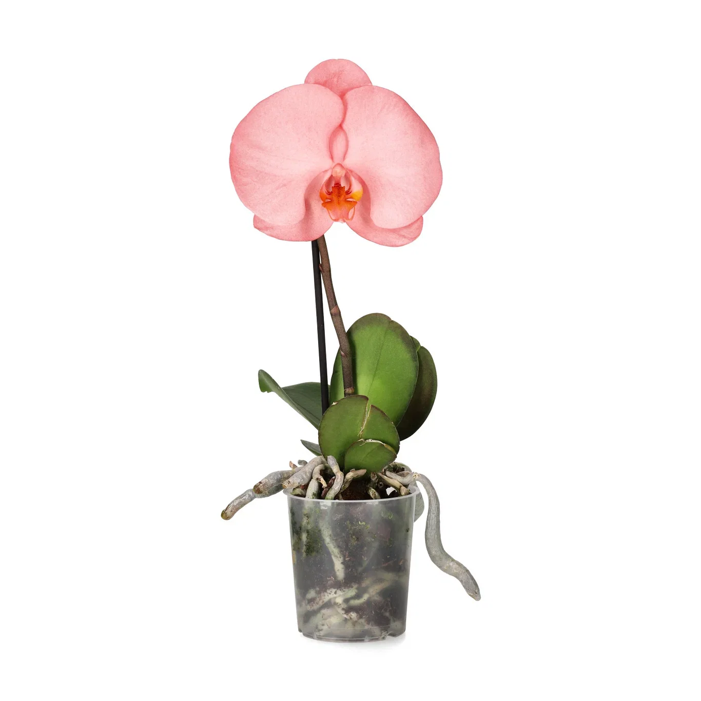 Phalaenopsis 'Singolo'