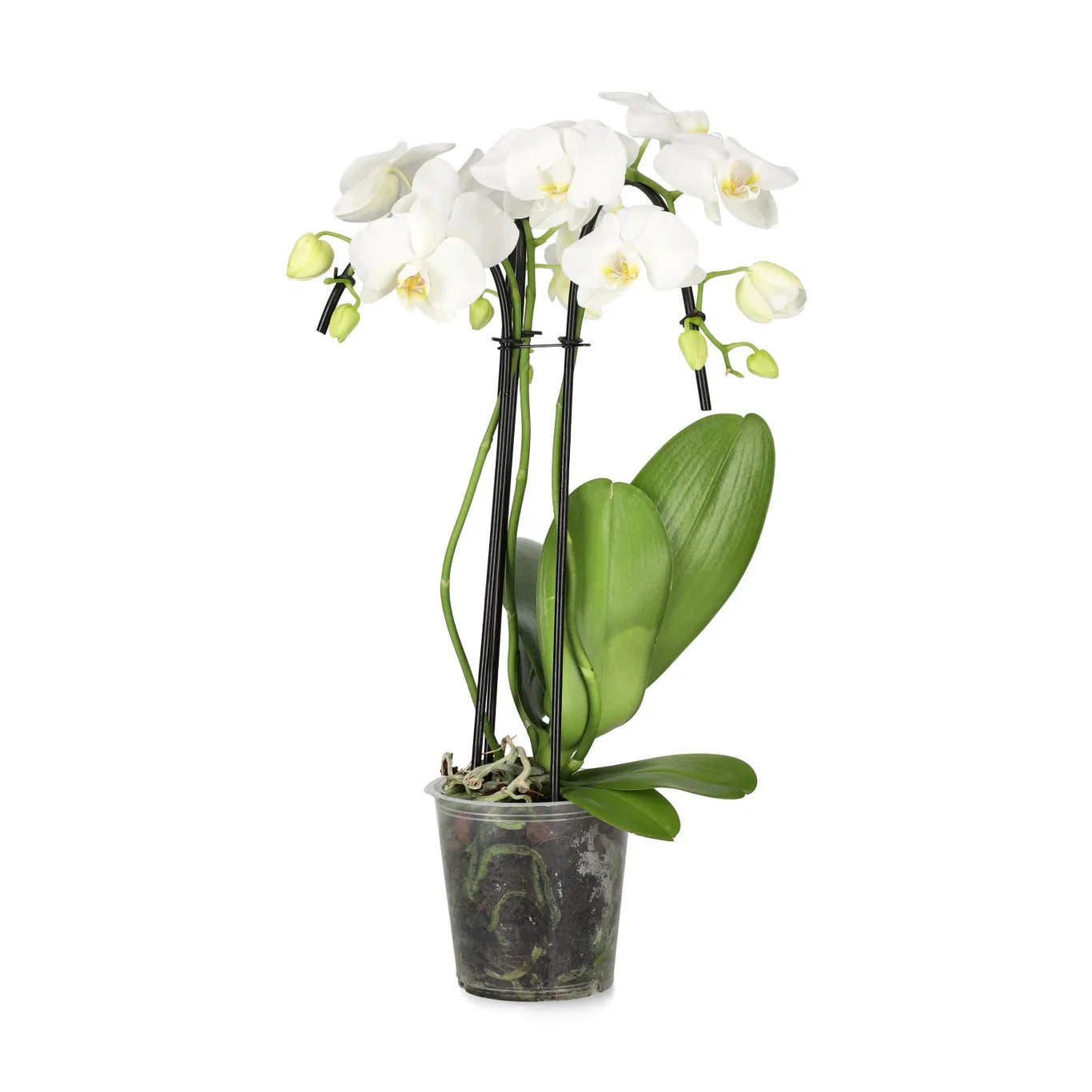 Phalaenopsis