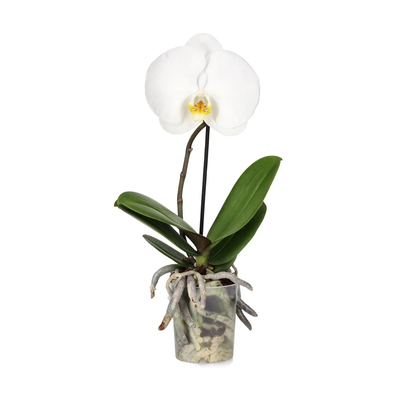 Phalaenopsis 'Singolo'