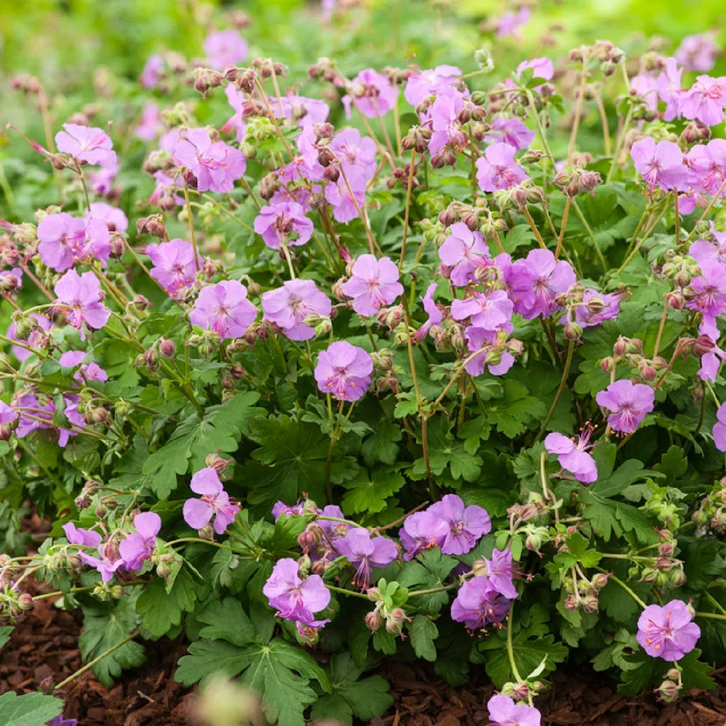 Geranium x cantabrigiense 'Karmina' 19cm