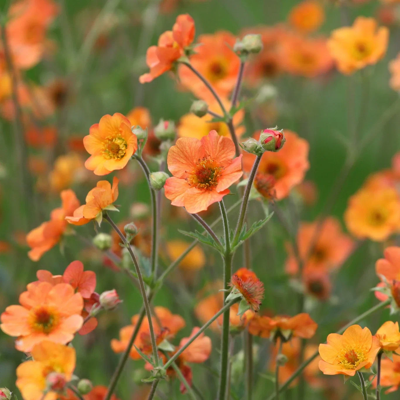 Geum 'Totally Tangerine' 19cm
