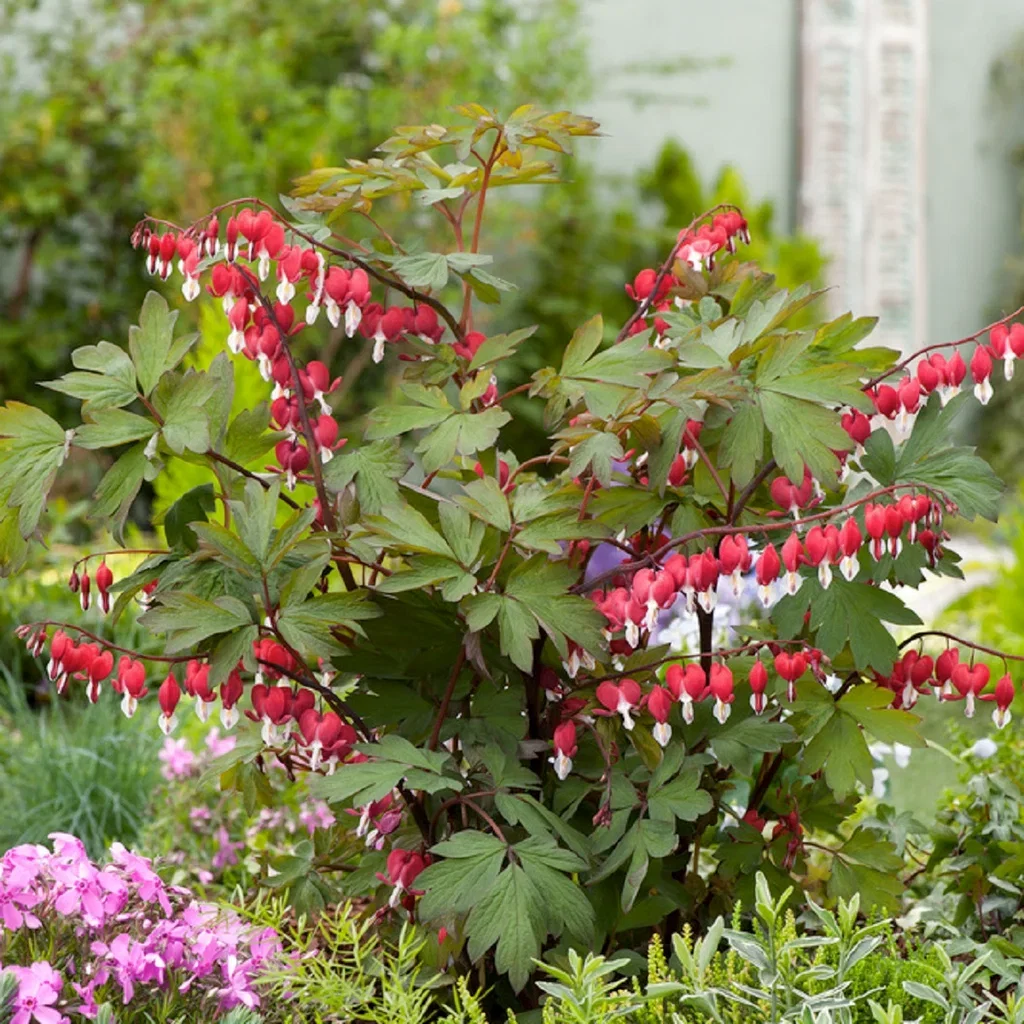 Löjtnantshjärta VALENTINE