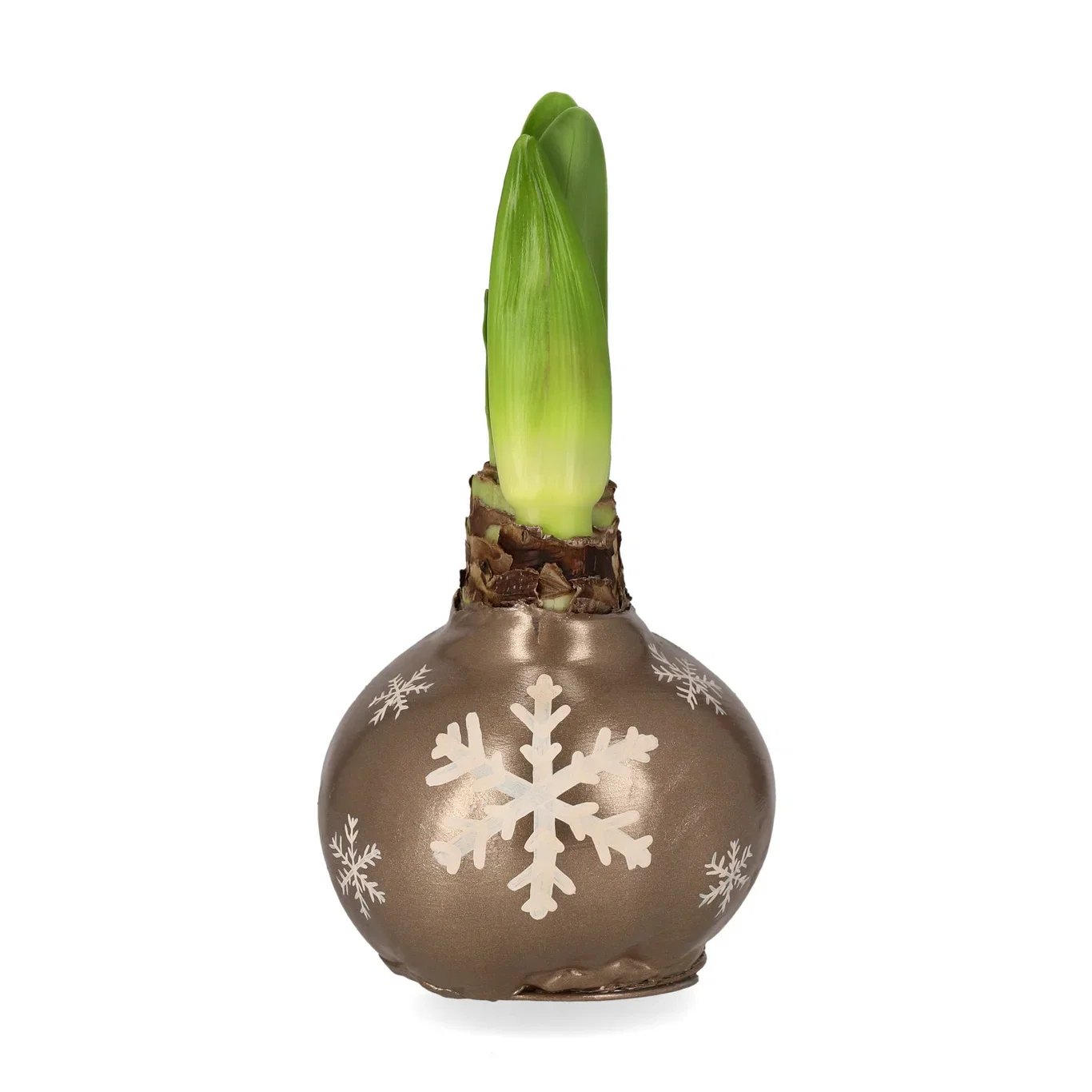 Vaxad amaryllislök XXL-jumbo