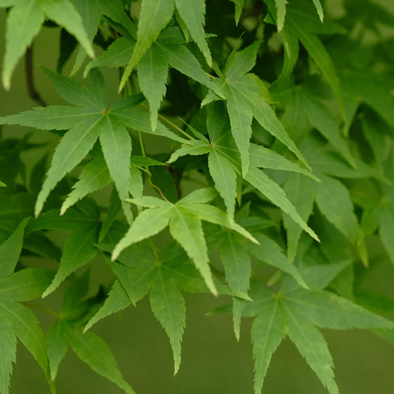 Acer palm. 'Going Green' 80-100 29cm