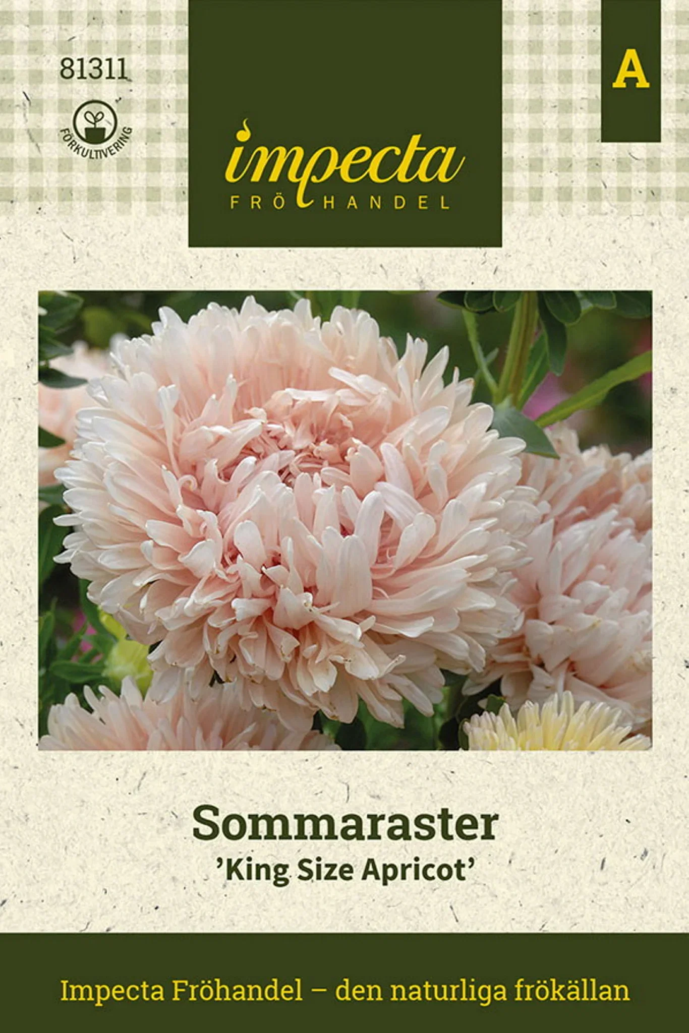 Sommaraster 'King Size Apricot'