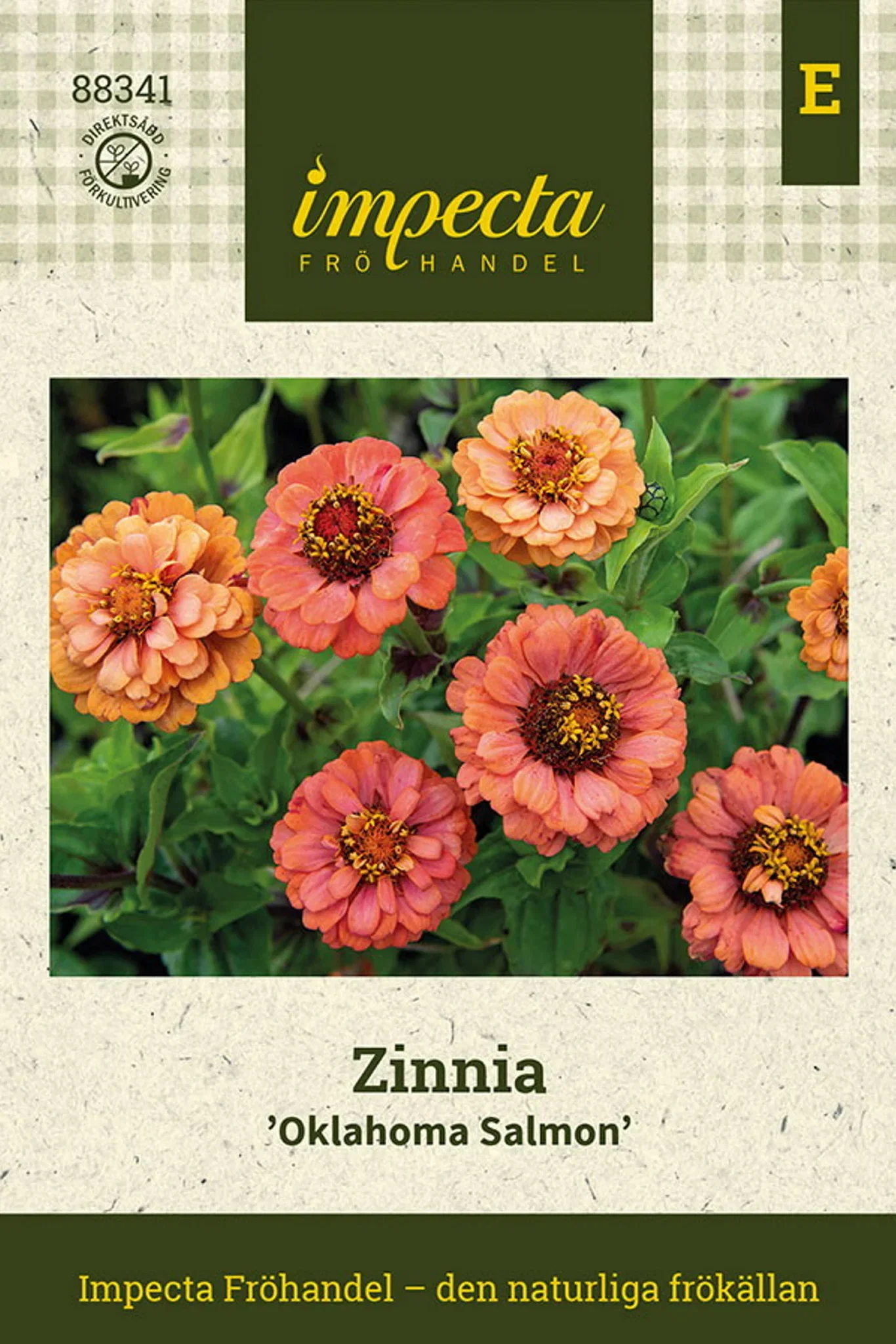 Zinnia 'Oklahoma Salmon'