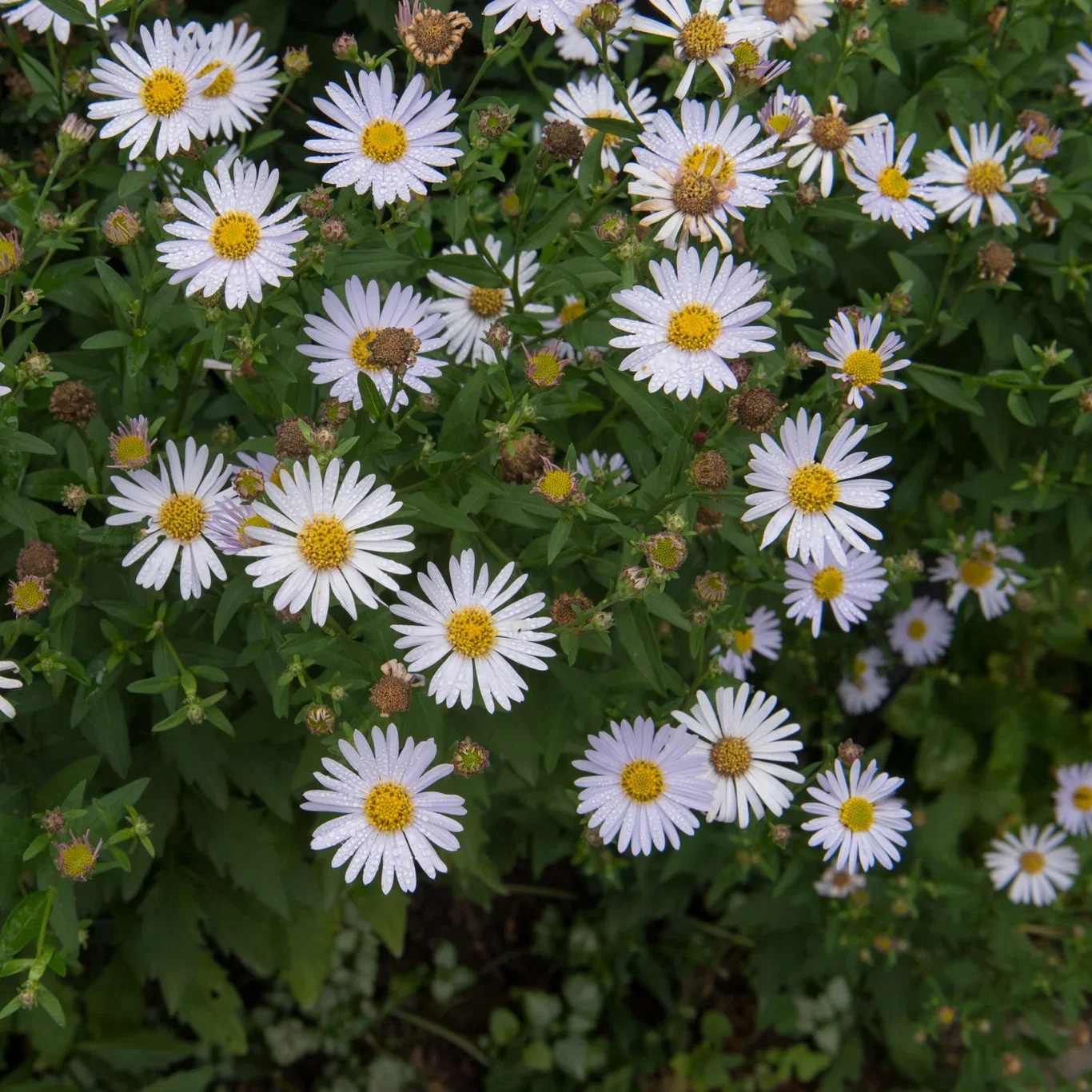 Kalimeris incisa 'Madiva'