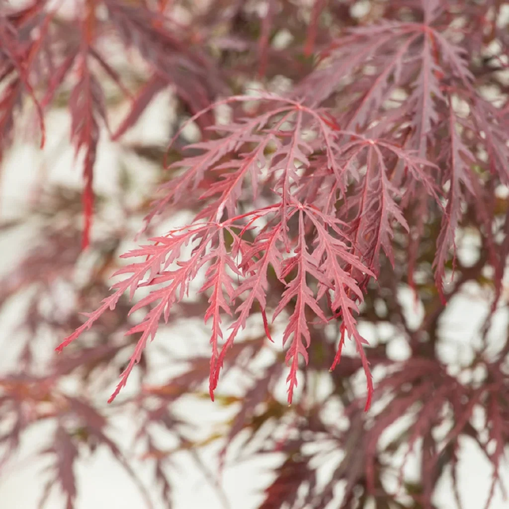 Flikbladig japansk lönn 'Garnet'