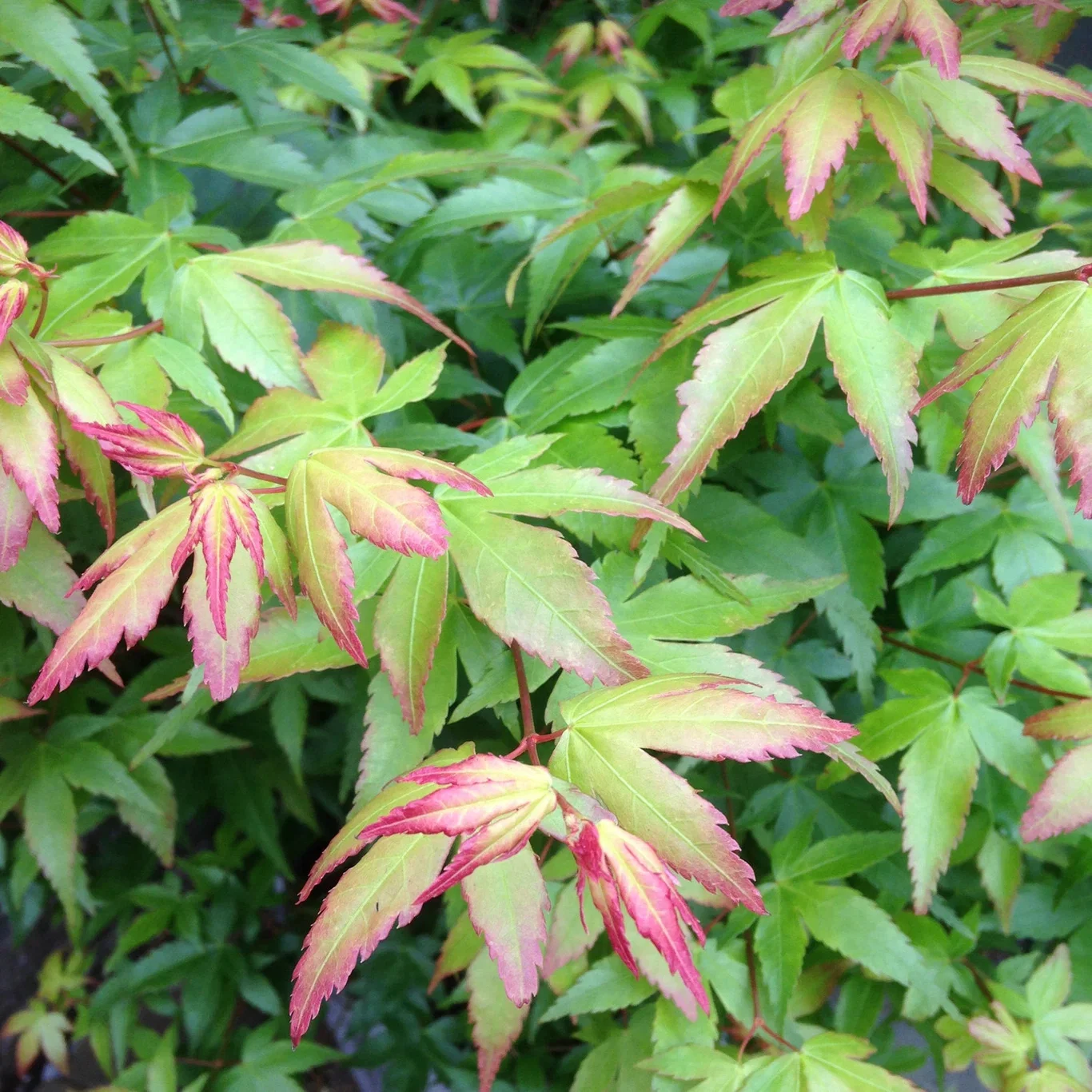 Japansk lönn 'Little Princess' på stam