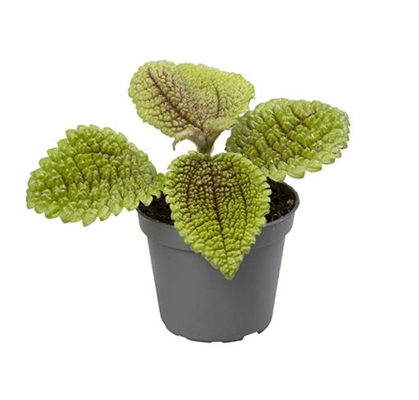 Pilea involucrata 'Moon Valley' 6 cm