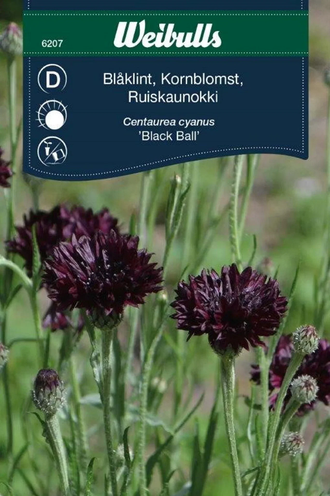 Blåklint 'Black Ball'