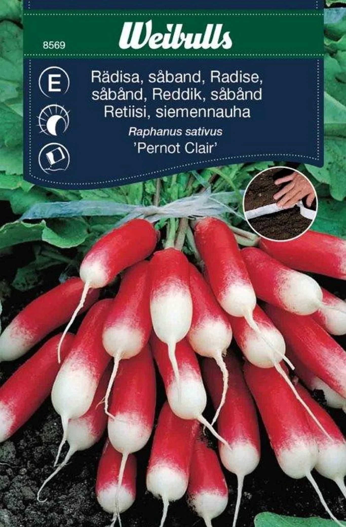 Rädisa lång, såband Pernot clair