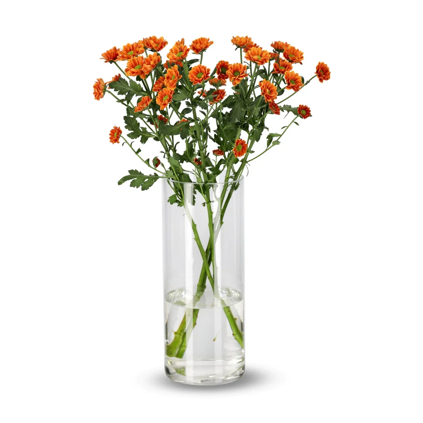 Krysantemum 4-pack