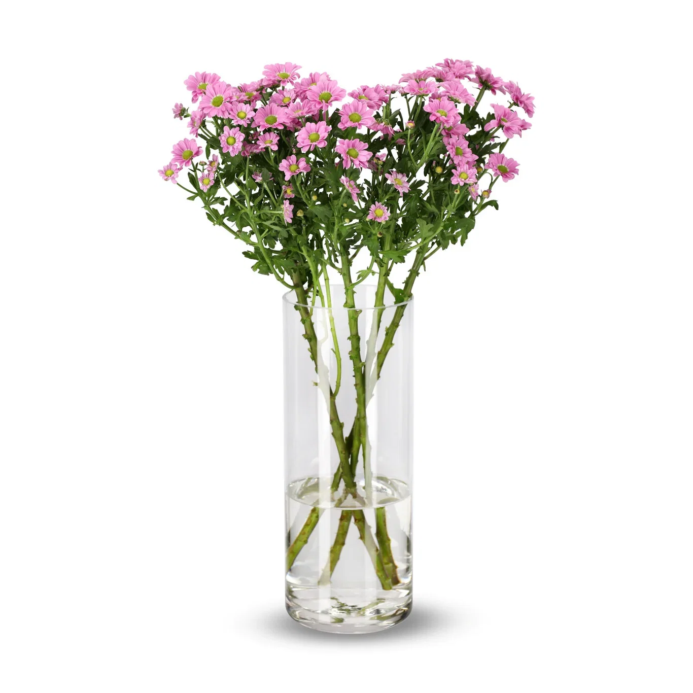 Krysantemum 4-pack